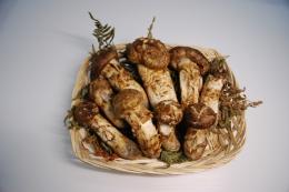 自家用 訳あり品 500g前後入り